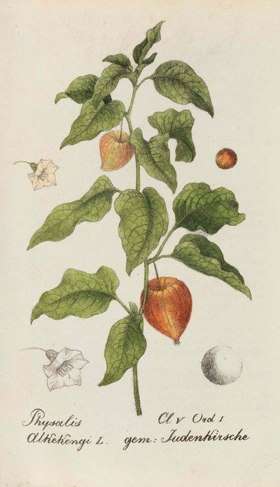 Kolekcja roślin szwajcarskich, 1825-1846. autorstwa Johannes Jacob Hegetschweiler