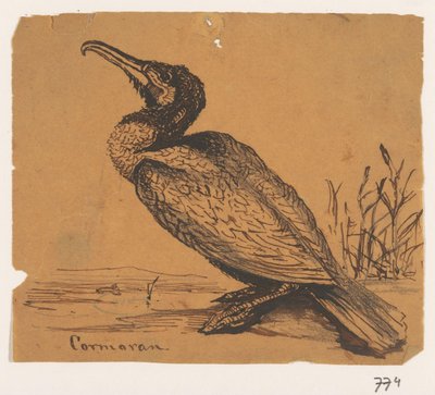 Kormoran Cormoran (tytuł na obiekcie) autorstwa Johannes Tavenraat