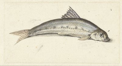 gondola autorstwa Johannes le Francq van Berkhey