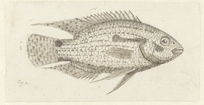 Tropikalna ryba Chromis epse autorstwa Johannes le Francq van Berkhey