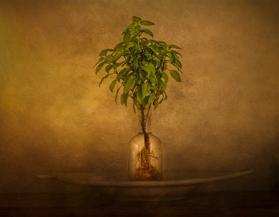 Martwa natura z zakorzenioną rośliną autorstwa John-Mei Zhong