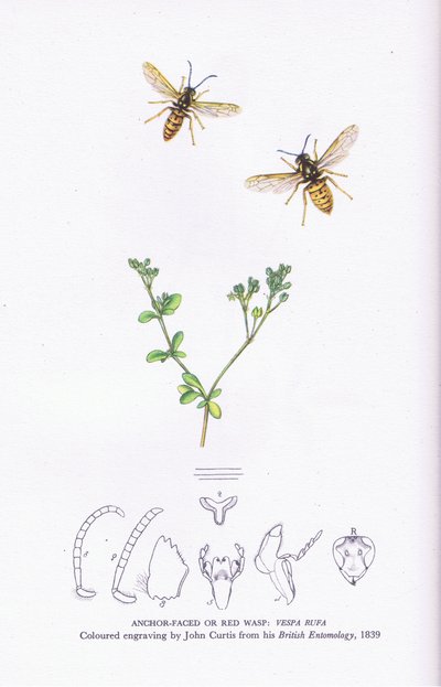 Anchor Faced lub Red Wasp, Natura w Wielkiej Brytanii, opublikowane przez Collins autorstwa John (after) Curtis