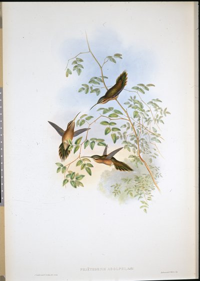 Pustelnik Adolfa (Phaethornis Adolphi) (ręcznie barwiony lito) autorstwa John (after) Gould