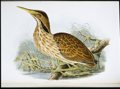 Bąk amerykański (Botaurus Lentiginosus) (lito ręcznie kolorowane) autorstwa John (after) Gould