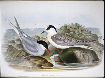 Rybitwa popielata (Sterna Macrura) (ręcznie kolorowana lito) autorstwa John (after) Gould