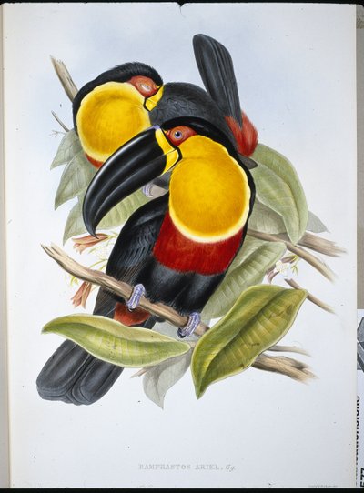 Ariel Tukan (Ramphastos Ariel) (lito ręcznie kolorowane) autorstwa John (after) Gould