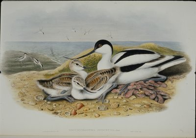 Avocet (Recurvirostra Avocetta) (lito ręcznie kolorowane) autorstwa John (after) Gould