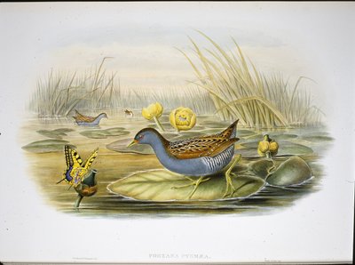 Derkacz bajlarski (Porzana Pygmaea) (lito ręcznie kolorowane) autorstwa John (after) Gould