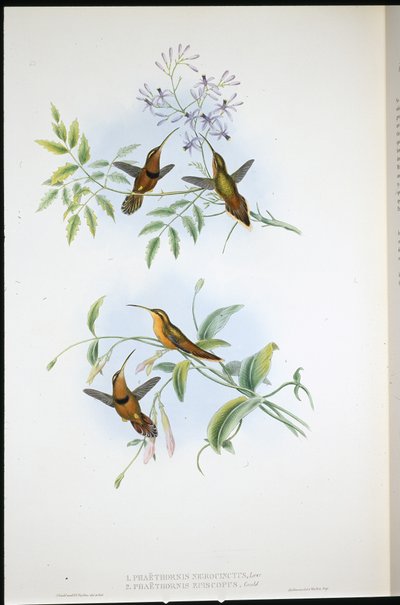 Pasiasty pustelnik (Phaethornis Nigrocinctus) i biskup pustelnik (Phaethornis Episcopus) (ręcznie barwiony litho) autorstwa John (after) Gould