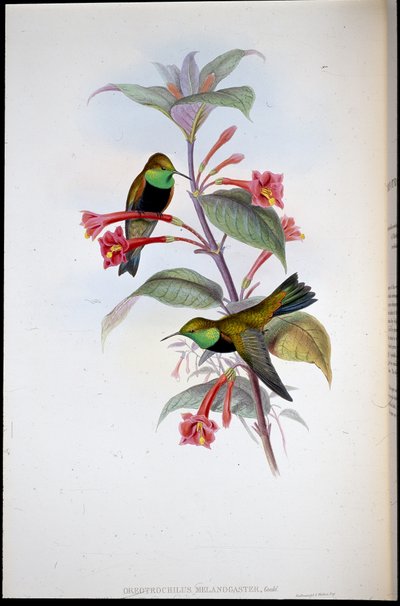 Gwiazda Górska (Oreotrochilus Melanogaster) (ręcznie kolorowana lito) autorstwa John (after) Gould