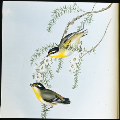 Pardalote czarnogłowy (Pardalotus Melanocephalus) (ręcznie barwiony litho) autorstwa John (after) Gould