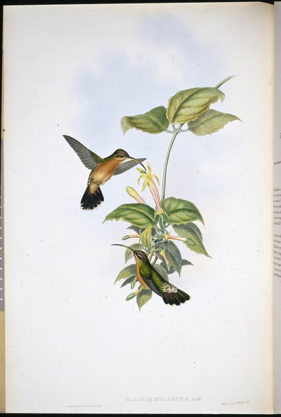Pustelnik czarnoogoniasty (Glaucis Melanura) (ręcznie barwiony lito) autorstwa John (after) Gould