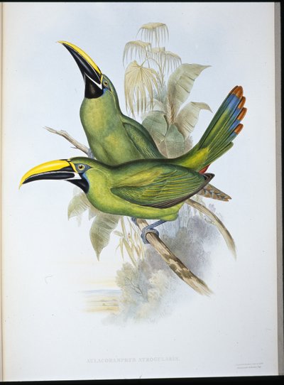 Tukan czarnodzioby (Aulacoramphus Atrogularis) (ręcznie barwiony litho) autorstwa John (after) Gould