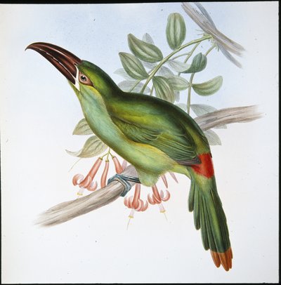 Tukan żółtodziobowy (Aulacoramphus Haematopygius) (ręcznie barwiony lito) autorstwa John (after) Gould