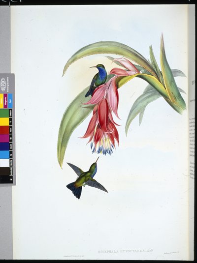 Szafir błękitnopierśny (Eucephala Hypocyanea) (ręcznie barwiony lito) autorstwa John (after) Gould
