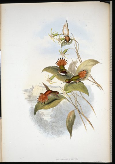Szafir niebieskogłowy (eucephala grayi) (ręcznie barwiony litho) autorstwa John (after) Gould