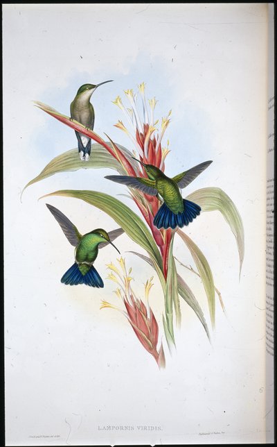Niebieskoogoniasty koliber Mango (Lampornis Viridis) (ręcznie barwiony litho) autorstwa John (after) Gould