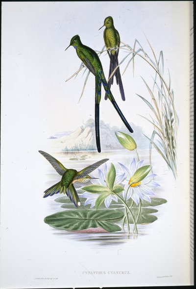 Sylfa niebieskoogoniasta (Cynanthus Cyanurus) (ręcznie kolorowana lito) autorstwa John (after) Gould