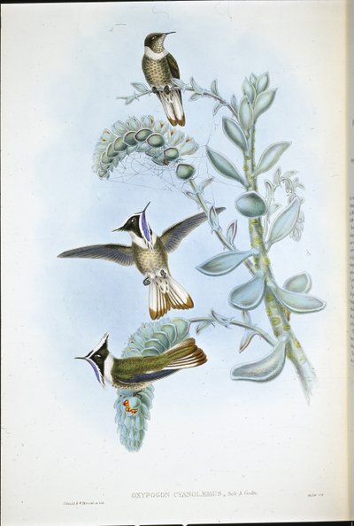 Blue-throated Hlemte Crest (Oxypogon Cyanolaemus) (ręcznie barwiony lito) autorstwa John (after) Gould