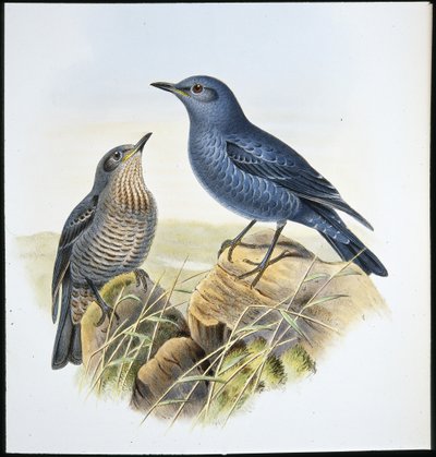 Drozd Blue Rock (Petrocossyphus Cyanus) (ręcznie barwiony lito) autorstwa John (after) Gould