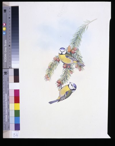 Modraszka (Parus Caeruleus) (ręcznie kolorowana litho) autorstwa John (after) Gould