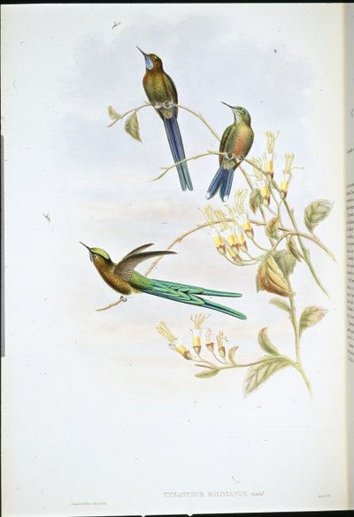 Boliwijski Sylf (Cynanthus Bolivianus) (lito ręcznie kolorowane) autorstwa John (after) Gould