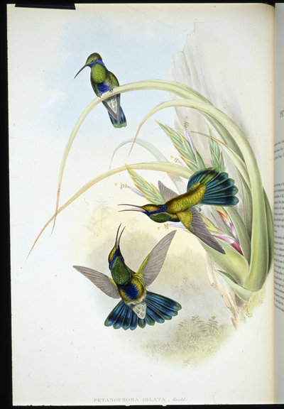 Ucho boliwijskie fioletowe (Petasophora Iolata) (ręcznie barwione litho) autorstwa John (after) Gould