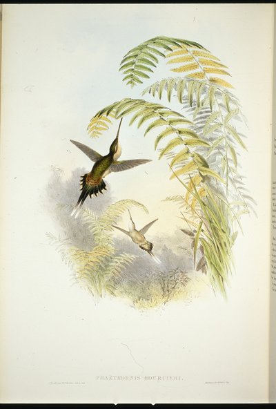 Pustelnik Bourcier (Phaethornis Bourcieri) (ręcznie barwiony lito) autorstwa John (after) Gould