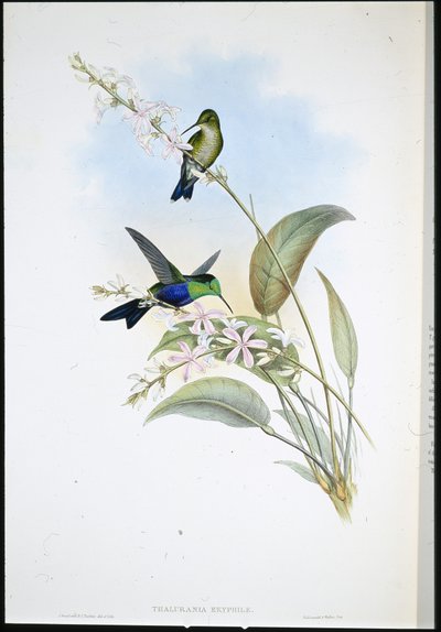 Brazylijskie Panoplites (Thalurania Eryphile) (lito ręcznie kolorowane) autorstwa John (after) Gould