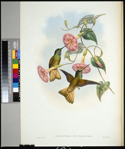 Buff-tailed Star-frontlet (helianthea osculans) (ręcznie barwiony litho) autorstwa John (after) Gould