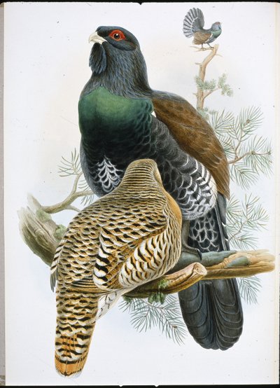 Caprcailzie (Tetrao Urogallus) (litos ręcznie malowany) autorstwa John (after) Gould