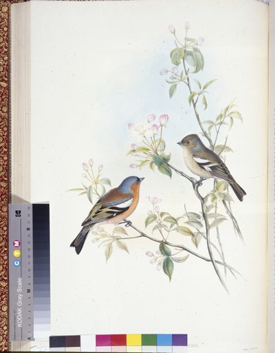 Zięba (Fringilla Caelebs) (członkowie ręcznie kolorowani) autorstwa John (after) Gould