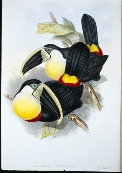 Tukan cytrynowopierśny (Ramphastos Citreolaemus) (ręcznie barwiony lito) autorstwa John (after) Gould