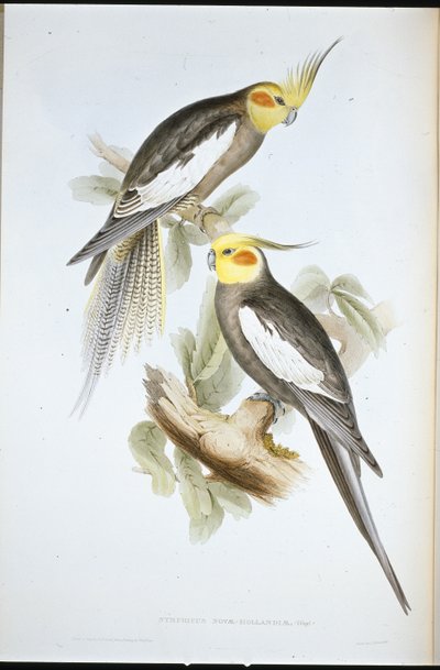 Papuga kakadu (New Holland Nymph) (ręcznie kolorowana lito) autorstwa John (after) Gould