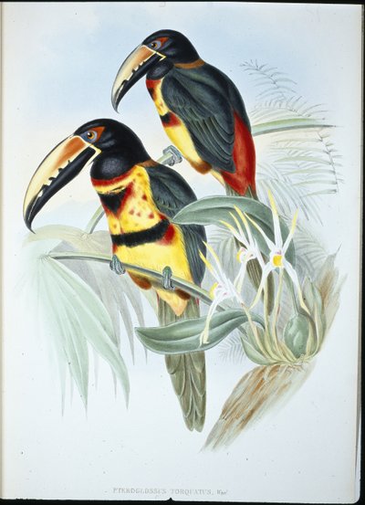 AracariI z kołnierzem (Pteroglossus Torquatus) (ręcznie barwiony lito) autorstwa John (after) Gould