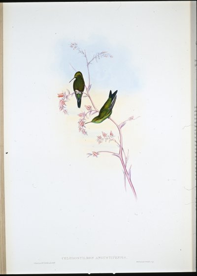 Szmaragd kolumbijski (Chlorostilbon Angustipennis) (lito ręcznie kolorowane) autorstwa John (after) Gould