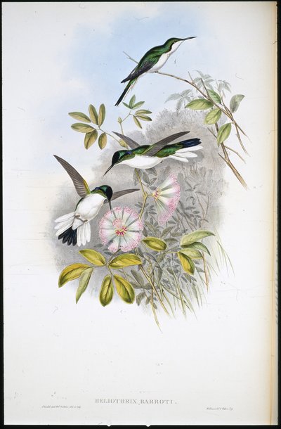 Wróżka kolumbijska (Heliothrix Barroti) (ręcznie kolorowana lito) autorstwa John (after) Gould