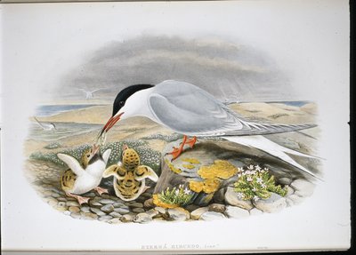Rybitwa rzeczna (Stera Hirundo) (ręcznie kolorowana lito) autorstwa John (after) Gould