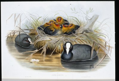 Łyska (Fulica Atra) (lito ręcznie kolorowane) autorstwa John (after) Gould
