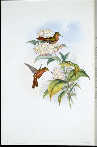 Amazili koralowiec (Amazilia Corallirostris) (ręcznie barwiony litho) autorstwa John (after) Gould
