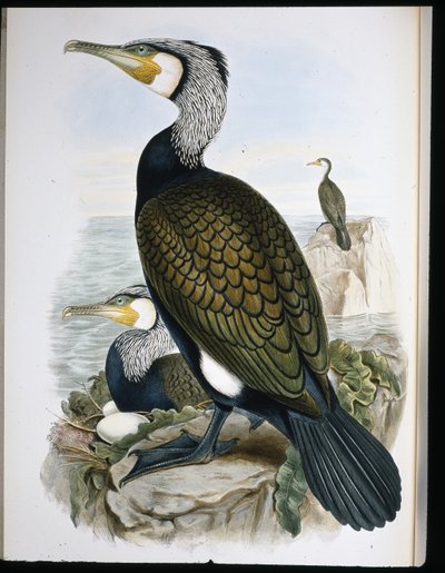 Kormoran (Phalacrocorax Carbo) (ręcznie barwiony lito) autorstwa John (after) Gould