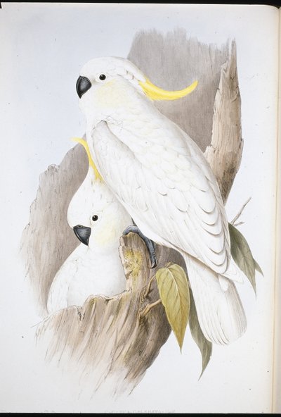 Kakadu czubaty (Cacatua Galerita ) (ręcznie barwiony lito) autorstwa John (after) Gould