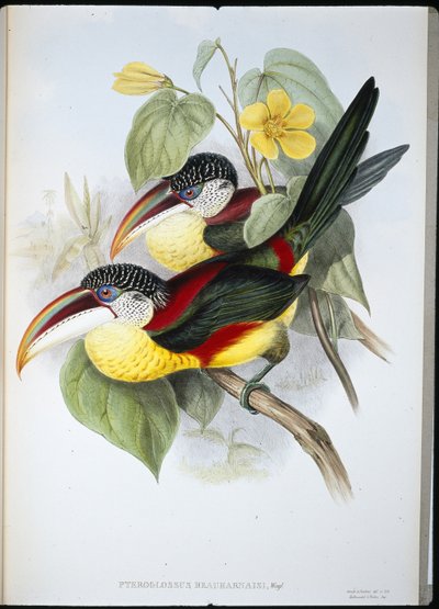 Aracari kędzierzawy (Pteroglossus Beauharnaisi) (ręcznie barwiony litho) autorstwa John (after) Gould