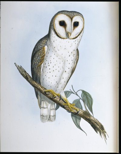 Delikatna Sowa (Strix Delicatulis) (lito ręcznie kolorowane) autorstwa John (after) Gould