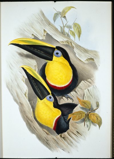 Wątpliwy Tukan (Ramphastos Ambiguus) (lito ręcznie kolorowane) autorstwa John (after) Gould
