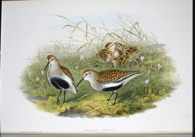 Dunlin (Pelidna Cinclus) (lito ręcznie kolorowane) autorstwa John (after) Gould