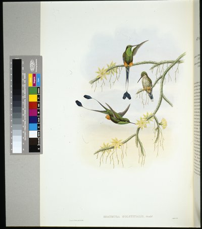 Ekwador Rakieta (spathura solstitialis) (ręcznie barwiony litho) autorstwa John (after) Gould