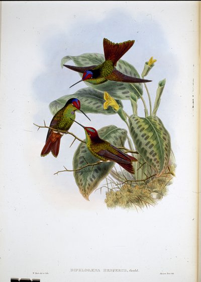 Tęcza ekwadorska (Diphagane Hesperus) (ręcznie kolorowana lito) autorstwa John (after) Gould