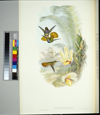 Złoty Ogon Elicii (chrysuronia eliciae) (ręcznie barwiony litho) autorstwa John (after) Gould