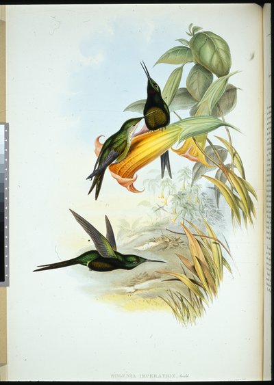 Cesarzowa Koliber (Eugenia Imperatrix) (ręcznie kolorowana lito) autorstwa John (after) Gould